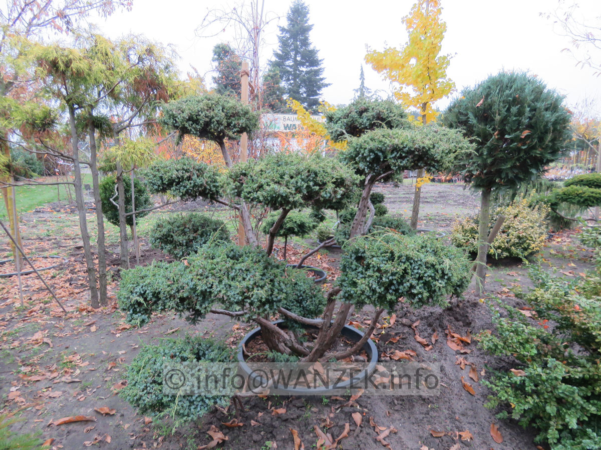Juniperus chinensis Blue Alps Bonsai 02.JPG